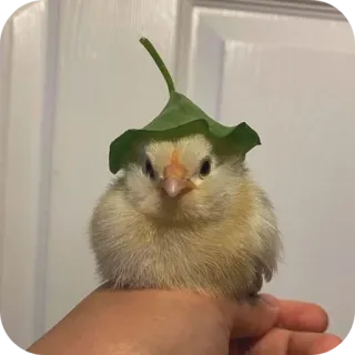 🐱 59731e2e pollito, pollo, hoja, animal, pájaro, lindo telegram sticker