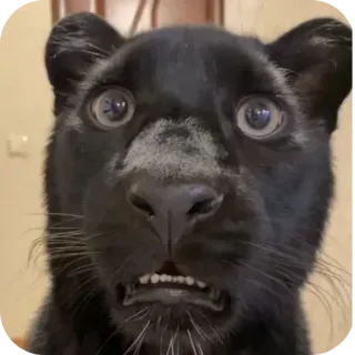 🐱 621600f5 pantera negra, jaguar, animal, meme, gato, divertido, fauna, cara telegram sticker
