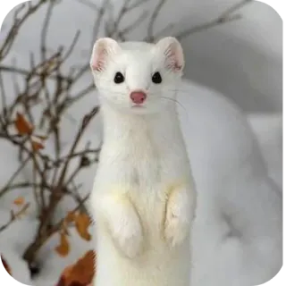 🐱 62a74fe0 armiño, armiño, animal, invierno, blanco, mamífero, naturaleza telegram sticker