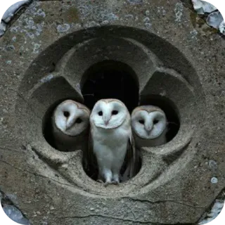 🎡 66106eba búhos, lechuza común, pájaros, fauna, naturaleza, animales telegram sticker