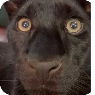 🐱 6a964395 pantera negra, animal, fauna, felino, pantera, gato, mamífero telegram sticker