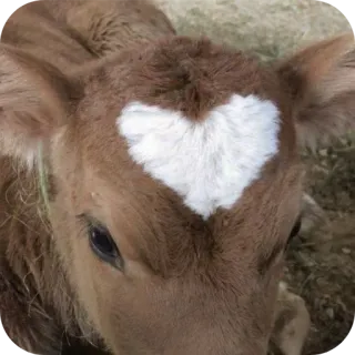 🐎 6dbb3ac8 ternero, vaca, animal, corazón, cría, lindo telegram sticker