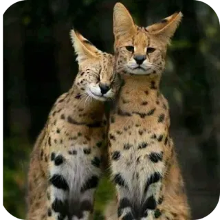 🐱 6e2f34c1 serval, gato salvaje, serval africano, animal, gato, felino telegram sticker