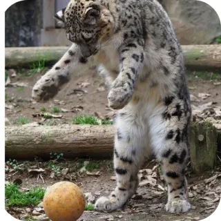 🐦 6fa2c2e8 leopardo de las nieves, animal, felino, gato, vida silvestre, depredador, pelota telegram sticker