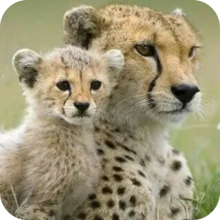 🦁 71d0f251 guepardo, animales, cachorro, fauna, gato, naturaleza, mamífero telegram sticker