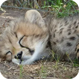 🐱 77c7de81 guepardo, cachorro, durmiendo, animal, vida salvaje, gato, bebé telegram sticker