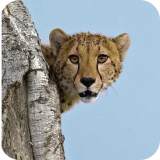 🌳 8472c0a3 guepardo, animal, vida salvaje, felino, naturaleza, depredador telegram sticker