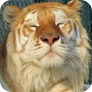 🐱 85c9e352 tigre, animal, fauna, mamífero, tigre dorado, gato, naturaleza telegram sticker