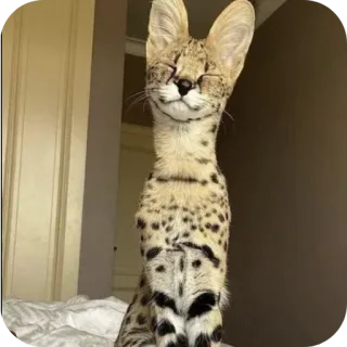 🐱 90c5db17 serval, gato, gato salvaje, animal, felino, mascota, mamífero telegram sticker