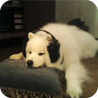 🐶 91a6fdb7 perro, auriculares, música, animal, lindo, mascota telegram sticker