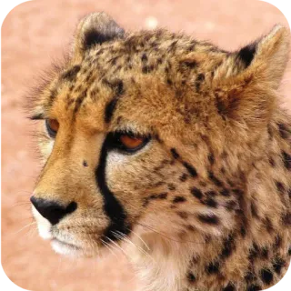 🐱 91d71776 guepardo, animal, vida salvaje, gato, mamífero, predador, safari, fauna africana telegram sticker
