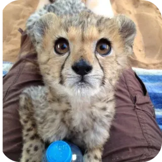 🐱 967fd923 guepardo, cachorro, animal, vida salvaje, lindo, bebé guepardo telegram sticker