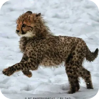 🐶 9cf18deb RT PHOTOGRAPHY / BY TAZI guepardo, cachorro, animal, fauna, naturaleza, nieve telegram sticker