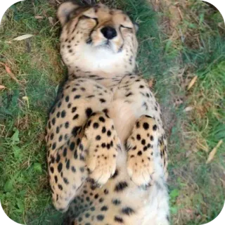 🦁 9d782a88 guepardo, animal, gato, fauna, durmiendo, relajado, hierba telegram sticker