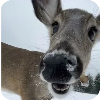 🐶 a2a4d976 ciervo, animal, fauna, nieve, invierno, mamífero, naturaleza telegram sticker