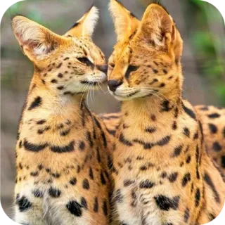 🦁 a371a1e7 serval, gatos, fauna, animales, felinos telegram sticker