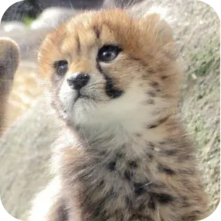 🐱 a6cbccce guepardo, cachorro, cría, fauna, gato, lindo, animal telegram sticker