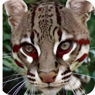 🐱 a77a8c8d ocelote, gato, animal, fauna, mamífero, manchado, ojos telegram sticker