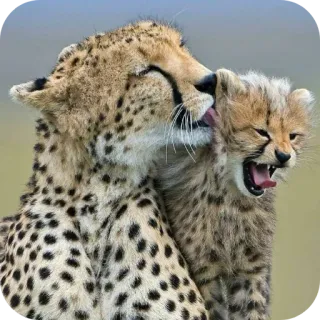 👍 b97c69fa guepardo, cachorro, animal, vida salvaje, madre, bebé telegram sticker