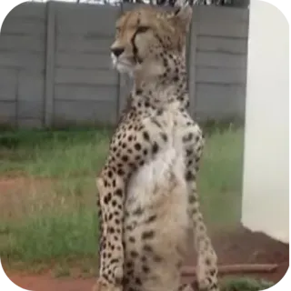 🐱 bf201be1 guepardo, animal, fauna, felino, de pie telegram sticker