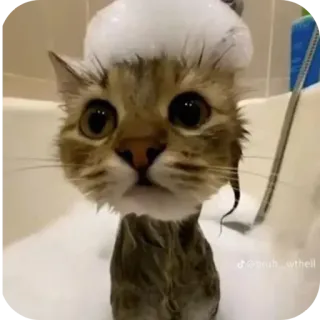 🐱 c108ef44 @ugh_wthell gato, baño, burbujas, lindo, animal, gatito, mascota telegram sticker