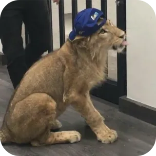 🐶 c9040937 león, animal, cachorro, sombrero, sombrero azul telegram sticker