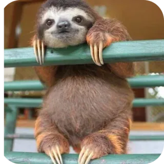 🐦 ca84758d perezoso, animal, lindo, fauna, perezoso, naturaleza, colgando, árbol telegram sticker