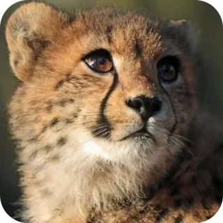 😎 cc7aeff4 guepardo, cachorro, animal, fauna, bebé guepardo, gato telegram sticker