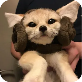 🧸 ce24ae24 Zorro fénec, Zorro, Animal, Lindo, Orejas telegram sticker