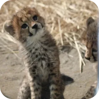 🐦 cf5c3a90 guepardo, cachorro, cría animal, fauna, animal, lindo telegram sticker