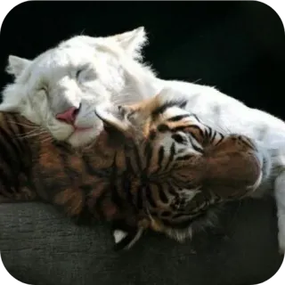 🐱 df6e55a6 tigre, tigre blanco, animales, vida salvaje, durmiendo, grandes felinos, abrazando telegram sticker