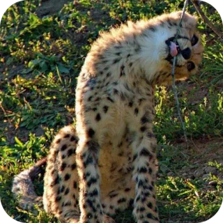 🦁 e571b50a guepardo, animal, fauna, gato, manchado, naturaleza telegram sticker