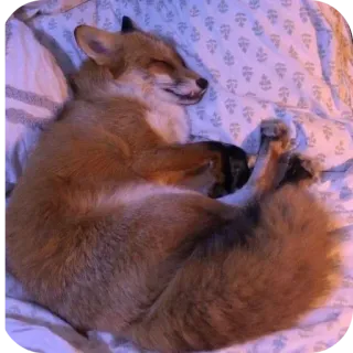 🐶 f227217c zorro, animal, durmiendo, lindo, zorro domesticado, zorro rojo, mascota telegram sticker