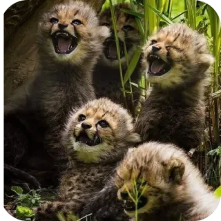 🌴 fb454aa8 cachorros de guepardo, bebés guepardo, vida silvestre, animales, lindo, guepardos telegram sticker