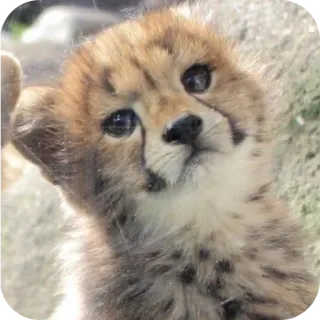 🐶 ff0643a3 guepardo, cachorro, animal, bebé, vida salvaje, lindo telegram sticker