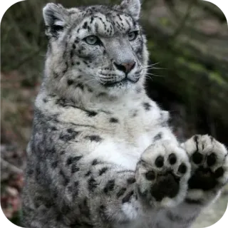 🐶 ff84fa38 leopardo de las nieves, animal, gran felino, fauna silvestre, mamífero, naturaleza telegram sticker