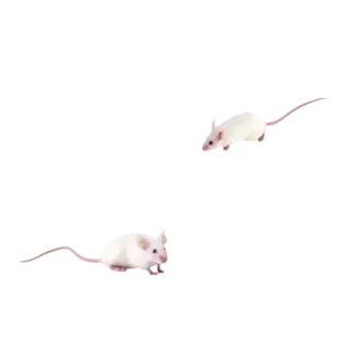 🐀 742df4f2 souris, souris, rongeur, animal, blanc, animal de compagnie telegram sticker