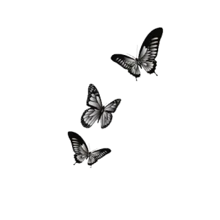 🦋 989af350 papillon, nature, insecte, noir et blanc, animal, ailes telegram sticker