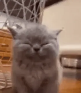 🙂 1ab7f10d 고양이, 귀여운, 애완동물, 새끼 고양이, 반려동물, 웃긴 telegram sticker