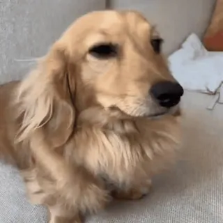 🤨 6db44684 개, 닥스훈트, 동물, 애완동물, 귀여운, 가축 telegram sticker