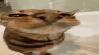 🚰 d436f41f 고양이, 동물, 웃긴, 밈, 귀여운, 애완 동물 telegram sticker