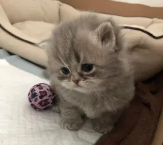 ⚾️ 273f98c9 anak kucing, kucing, abu-abu, hewan peliharaan, binatang, imut, domestik, bola telegram sticker