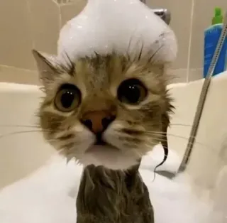 🧖‍♀️ 2c5d7546 kucing, anak kucing, mandi, gelembung, lucu, hewan peliharaan, hewan telegram sticker