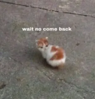 😤 3264cb36 wait no come back kucing, anak kucing, hewan peliharaan, sedih, meme, binatang telegram sticker