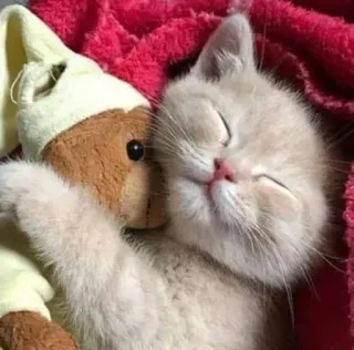 👐 4a80285d kucing, anak kucing, lucu, boneka beruang, tidur, hewan telegram sticker