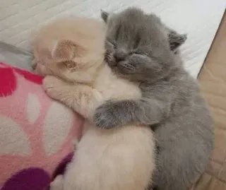 🤗 58b66d88 kucing, anak kucing, hewan, imut, tidur, pelukan telegram sticker