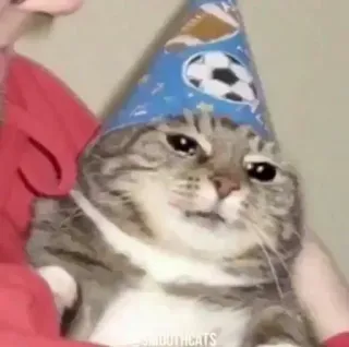 🪄 6a7b76b3 kucing, topi pesta, hewan, imut telegram sticker