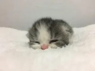 😽 a58ab445 anak kucing, kucing, lucu, hewan, peliharaan, tidur telegram sticker