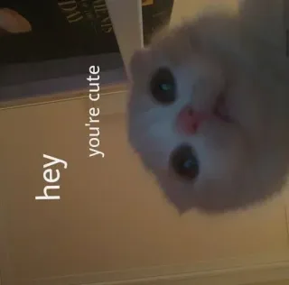 😺 cf7f7199 hey you're cute kucing, imut, hewan, peliharaan, menggemaskan, stiker telegram sticker