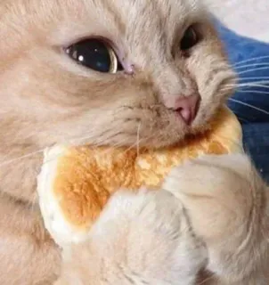 😺 e55057bc kucing, roti, makan, hewan, lucu, imut telegram sticker